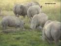 Go to big photo: Rhinos