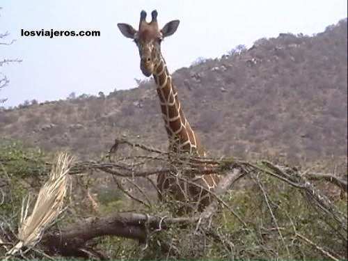 Reticuled Giraffe - Kenya
Jirafa reticulada - Kenia