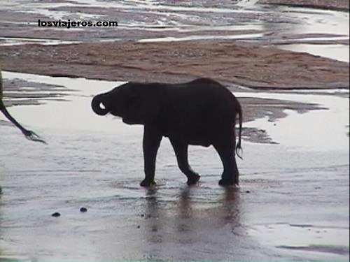Bebe Elefante - Kenia