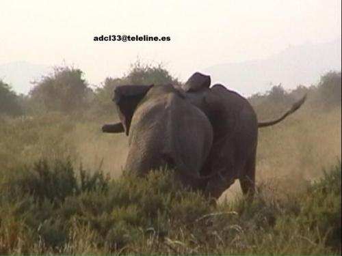 Fighting Elephants - Kenya
Elefantes - Kenia