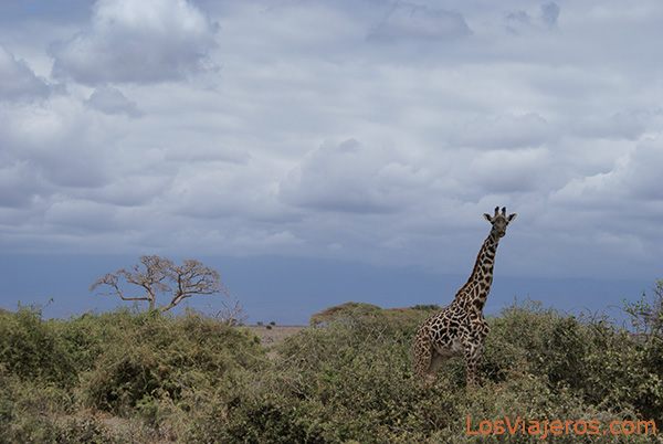 Masai Giraffe at Amboseli Park - Kenya
Jirafa Masai en Amboseli - Kenia