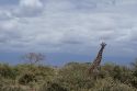 Go to big photo: Masai Giraffe at Amboseli Park