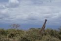 Jirafa Masai en Amboseli - Kenia