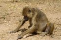 Go to big photo: Olive Baboon - Amboseli Park