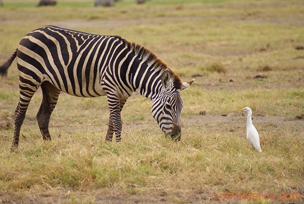 Mira al pajarito - Kenia
Looking at the birdie - Kenya