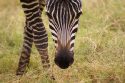 Posing for the camera - Kenya
Mira al otro pajarito - Kenia