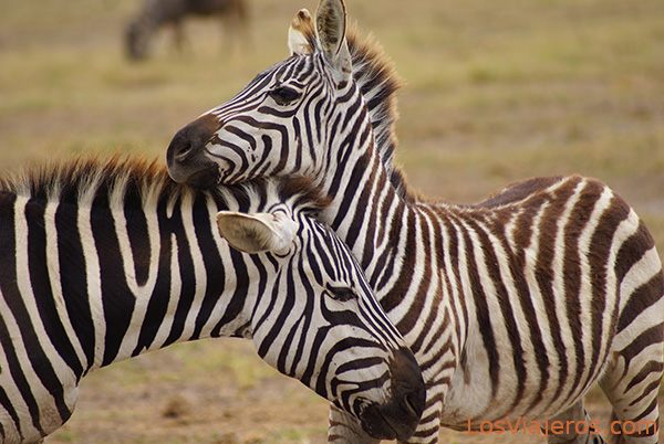 Madre y su cría - Amboseli - Kenia
Mom and young Plains Zebras - Kenya