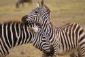 Madre y su cría - Amboseli
Mom and young Plains Zebras