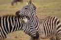 Ir a Foto: Madre y su cría - Amboseli 
Go to Photo: Mom and young Plains Zebras