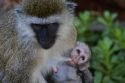 Ampliar Foto: Mono verde y su cría - Amboseli