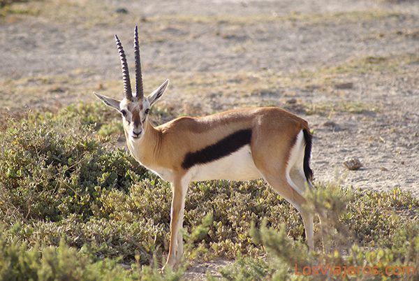 Thomson's Gazelle - Amboseli Park - Kenya
Gacela de Thomson - Amboseli - Kenia