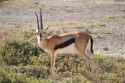 Gacela de Thomson - Amboseli - Kenia