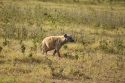 Go to big photo: Spotted hyena - Amboseli