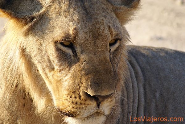 León joven en Amboseli - Kenia
Young lion at Amboseli Park - Kenya