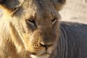 Young lion at Amboseli Park - Kenya
León joven en Amboseli - Kenia