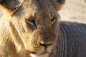 León joven en Amboseli - Kenia