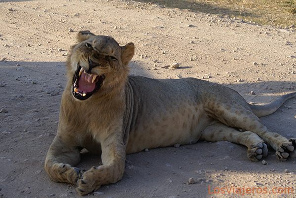 Eso es un bostezo... - Kenia
Yawning - Kenya