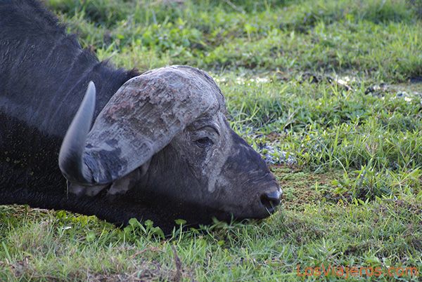 Cape Buffalo - Kenya
Búfalo cafre - Amboseli - Kenia