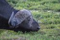 Búfalo cafre - Amboseli - Kenia