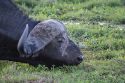 Cape Buffalo