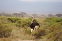 Ir a Foto: Avestruz macho en Amboseli 
Go to Photo: Male Ostrich - Amboseli