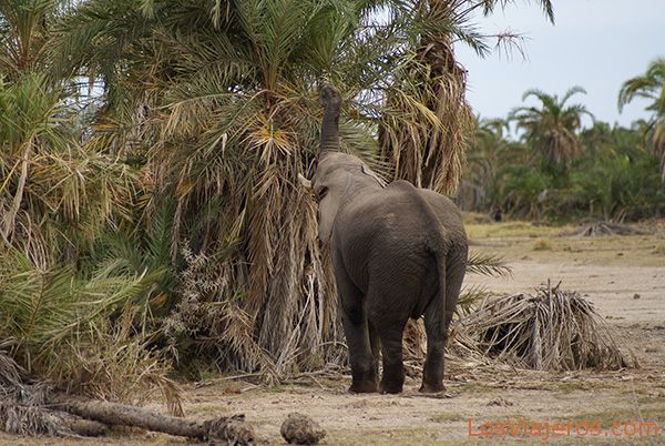 Elefante comiendo - Amboseli - Kenia