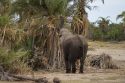 Go to big photo: Elephant feeding