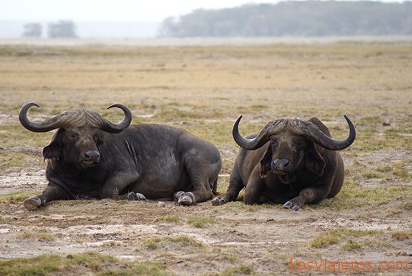 Pareja de búfalos en Amboseli - Kenia