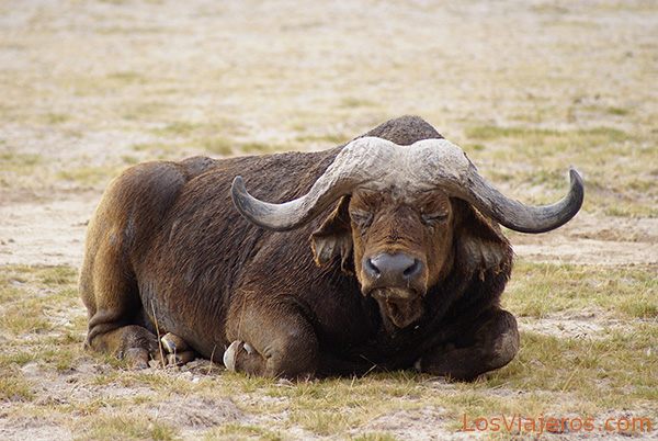 what a beast! - Kenya
Menudo bicho... - Kenia