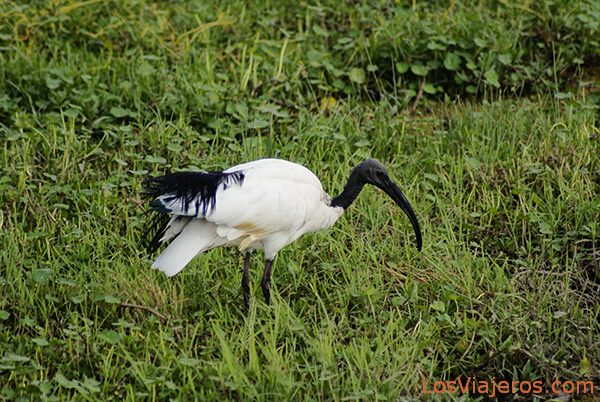 Ibis sagrado en Amboseli - Kenia
Sacred Ibis - Amboseli - Kenya