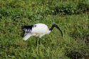 Go to big photo: Sacred Ibis - Amboseli