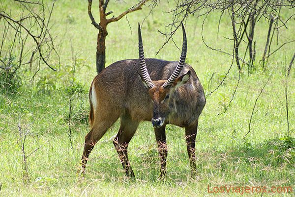 Waterbuck, Lake Nakuru - Kenya
Cobo de agua - Lago Nakuru - Kenia