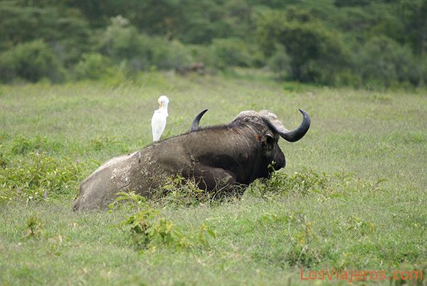 Garcilla bueyera a lomos de un búfalo- Lago Nakuru - Kenia