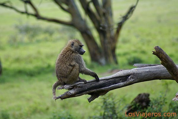 Baboon - Lake Nakuru - Kenya
Papión - Lago Nakuru - Kenia