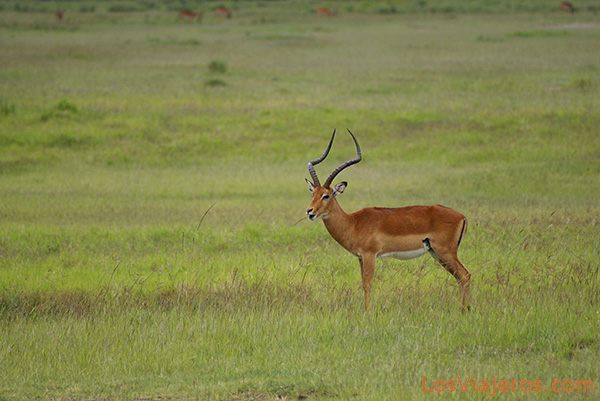 Impala macho, Lago Nakuru - Kenia