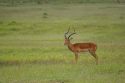 Go to big photo: Male Impala, Lake Nakuru