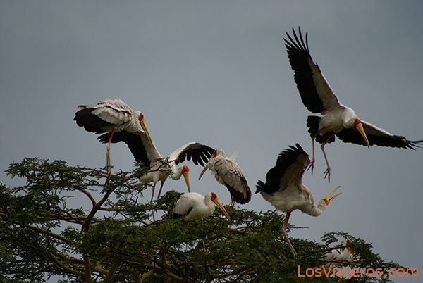Cigüeñas de pico amarillo - Lago Nakuru - Kenia