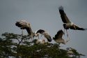 Go to big photo: Yellow-billed Stork, Lake Nakuru