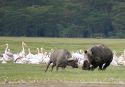 Ampliar Foto: Rinoceronte blanco atacando a un joven búfalo - Lago Nakuru