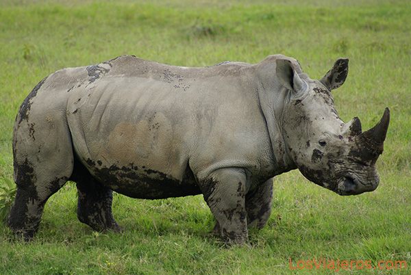 El rinoceronte blanco que nos atacó - Kenia