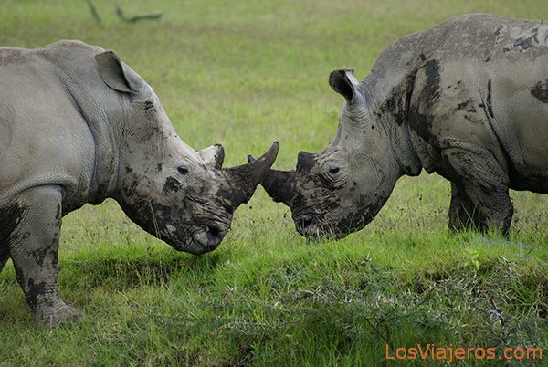 Cara a cara - Lago Nakuru - Kenia
Face to face - Kenya
