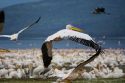 Ir a Foto: Pelícano levantando el vuelo - Lago Nakuru 
Go to Photo: White Pelican flying off - Nakuru Lake