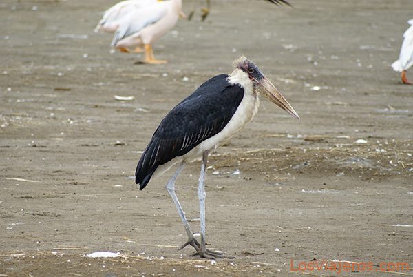 Marabú - Lago Nakuru - Kenia
