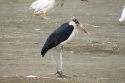 Go to big photo: Marabou Stork - Lake Nakuru