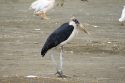 Marabú - Lago Nakuru - Kenia