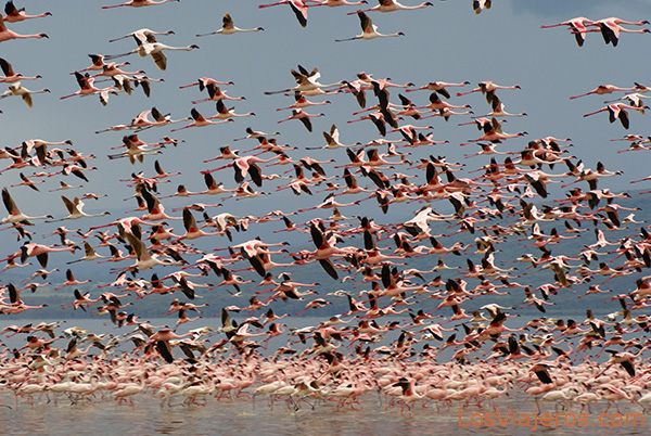 Flamencos Enanos en el Lago Nakuru - Kenia
Lesser Flamingos flying away - Nakuru Lake - Kenya