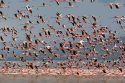 Go to big photo: Lesser Flamingos flying away - Nakuru Lake