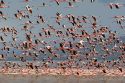 Flamencos Enanos en el Lago Nakuru
Lesser Flamingos flying away - Nakuru Lake