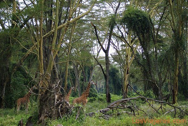 Jirafas alerta ante un esquivo leopardo - Lago Nakuru - Kenia
Giraffe alert! - Kenya