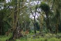 Ir a Foto: Jirafas alerta ante un esquivo leopardo - Lago Nakuru 
Go to Photo: Giraffe alert - Nakuru Lake